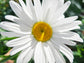 Alaska Shasta Daisy Flower Seeds