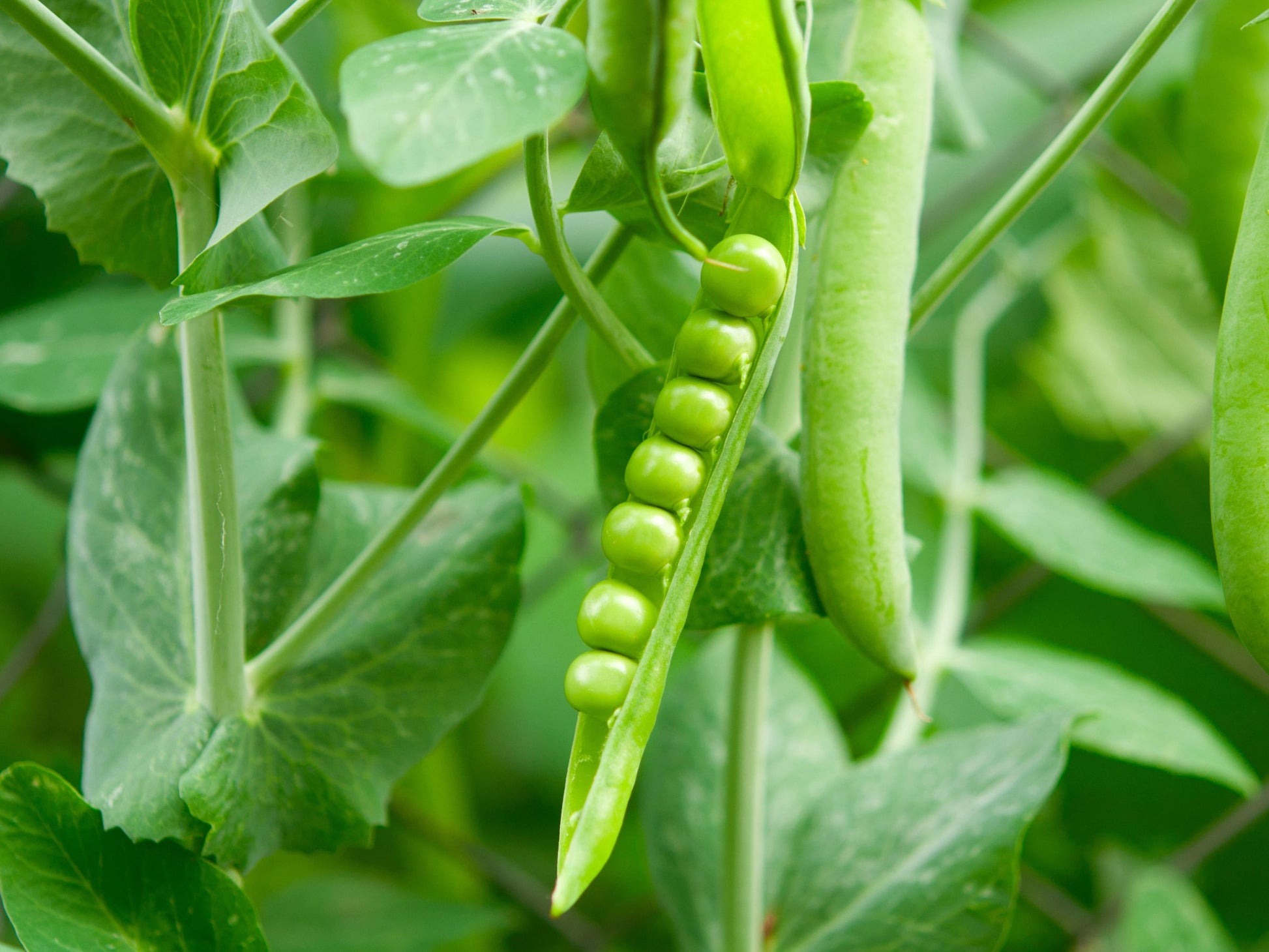 pea seed plant Alaska Dwarf Green Pea Seeds – Compact Heirloom Peas – Jerra's Garden