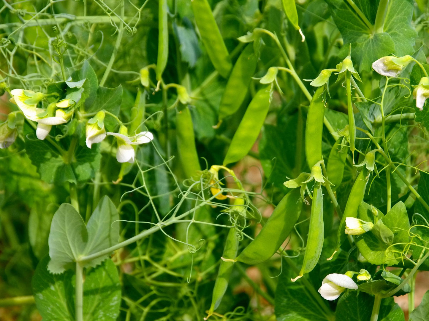 green seed plant Alaska Dwarf Green Pea Seeds – Compact Heirloom Peas – Jerra's Garden