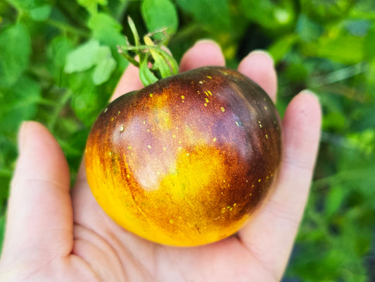Alice's Dream Beefsteak Tomato Seeds