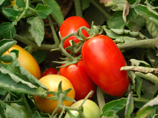 Amalfi San Marzano Style Hybrid Tomato Seeds - Very High Disease Resistance