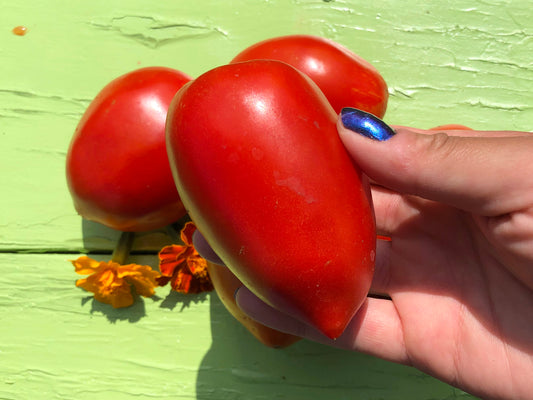 Amish Paste Tomato Seeds