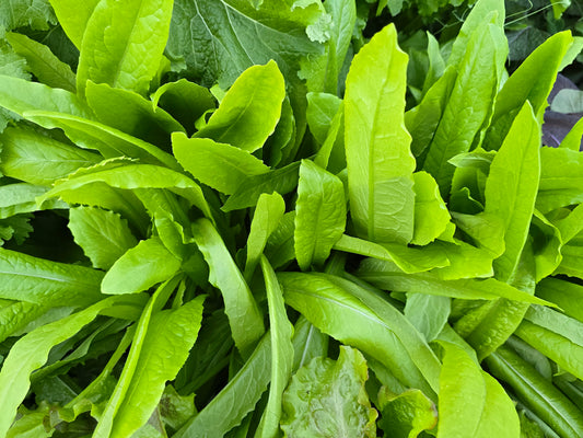 Taiwan Sword Leaf Lettuce Seeds