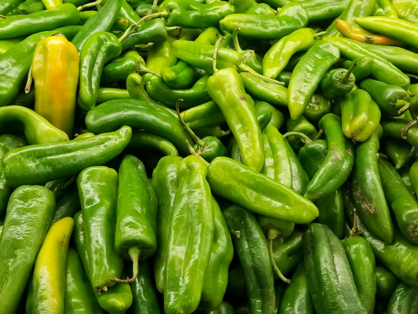Anaheim Mild Chili Pepper Seeds