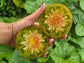Ananas Noire Tomato Seeds