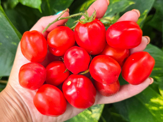 Aosta Valley Long Keeper Cherry Tomato Seeds