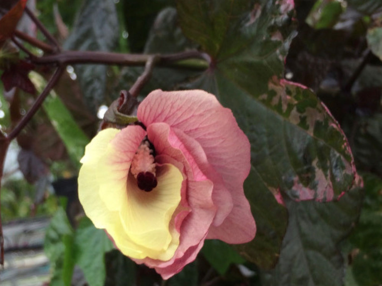 Auntie Lilli's South Sea Salad Tree LIVE PLANT