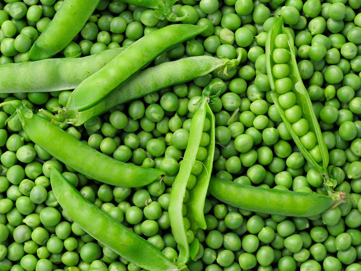 Avi Joan RARE Green Pea Seeds