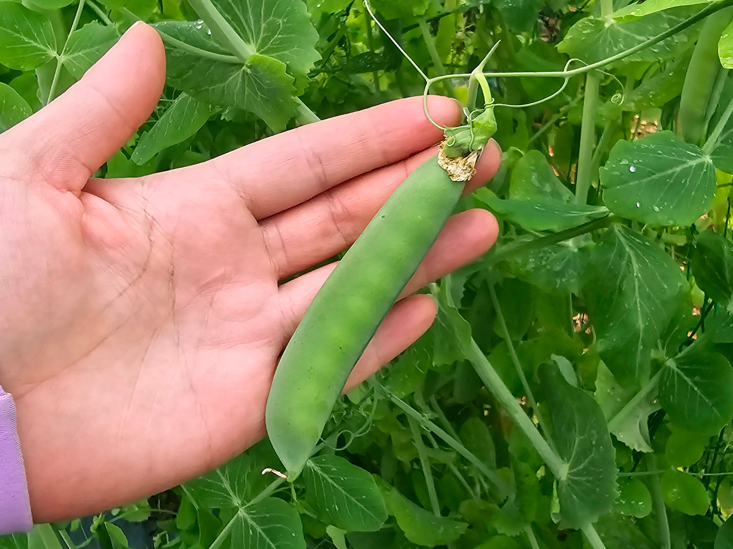 Avi Joan RARE Green Pea Seeds