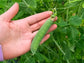 Avi Joan RARE Green Pea Seeds