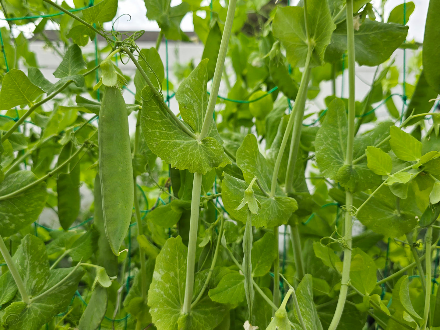 Avi Joan RARE Green Pea Seeds