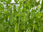 Avi Joan RARE Green Pea Seeds