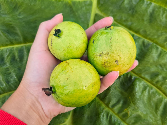 Barbie Pink Guava Fruit Tree Self-Fertile LIVE PLANT