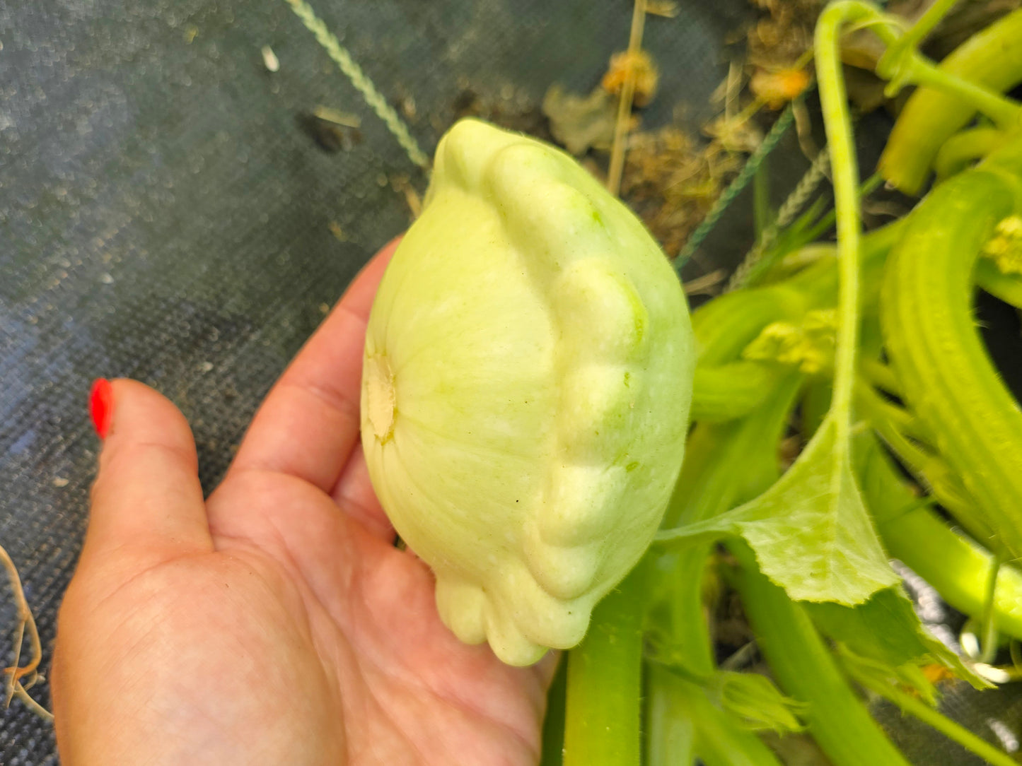 Bennings Green Tint Patty Pan Squash Seeds