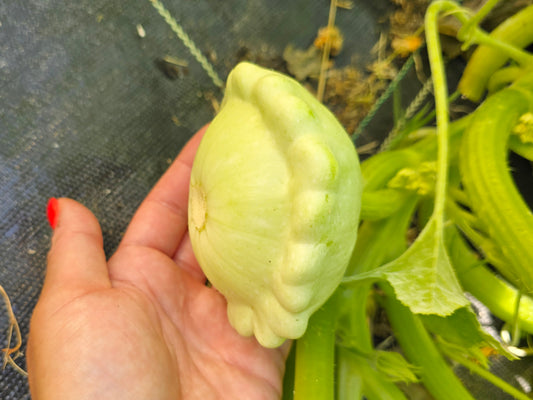 Bennings Green Tint Patty Pan Squash Seeds