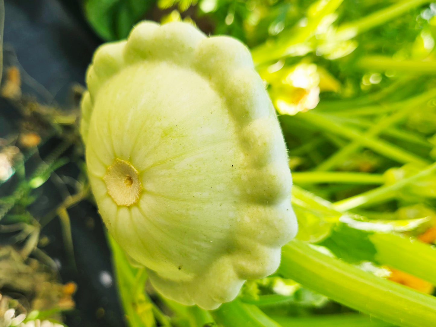 Bennings Green Tint Patty Pan Squash Seeds