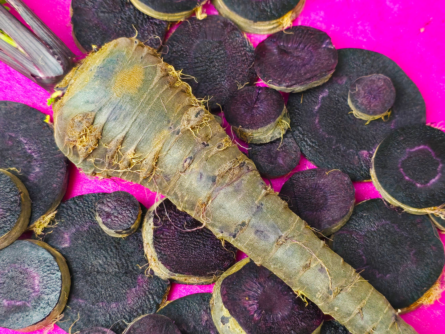 Black Nebula Carrot Seeds