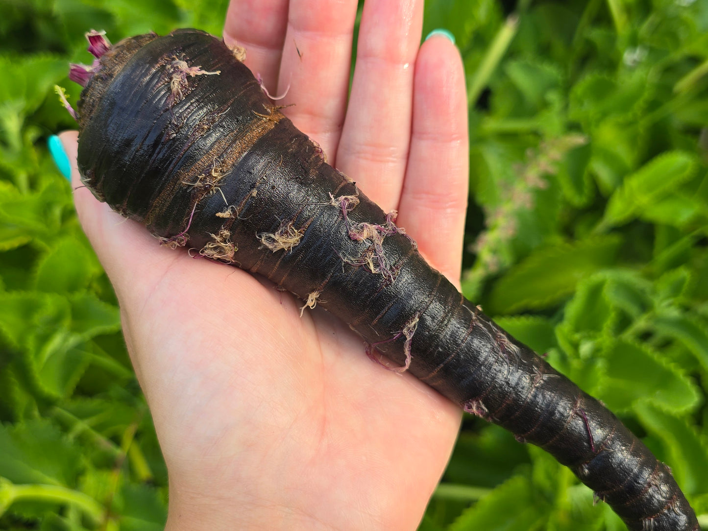 Black Nebula Carrot Seeds