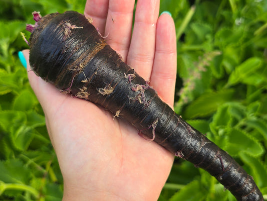 Black Nebula Carrot Seeds