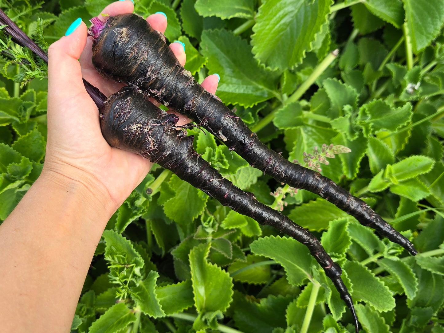 Black Nebula Carrot Seeds