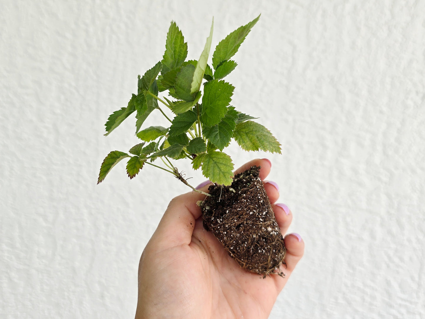 Live Boysenberry Plant