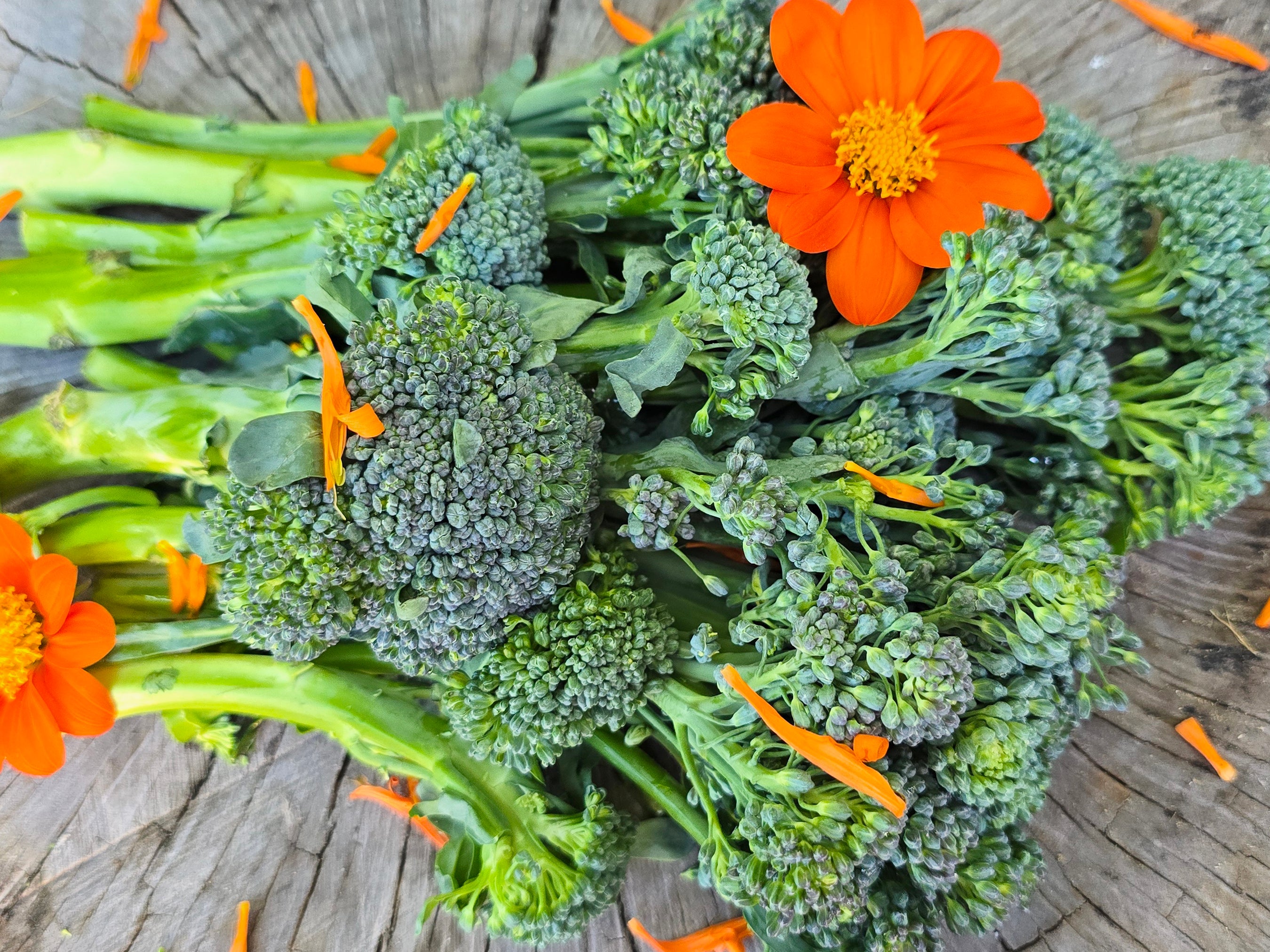 Broccoli Raab Seeds – Bold, Leafy Italian Green – Jerra's Garden