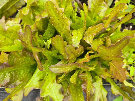 Bronze Guard Loose Leaf Lettuce Seeds
