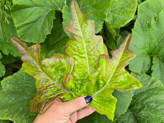 Bronze Guard Loose Leaf Lettuce Seeds