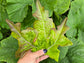 Bronze Guard Loose Leaf Lettuce Seeds