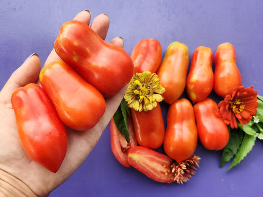 Butalina di Castellamonte Tomato