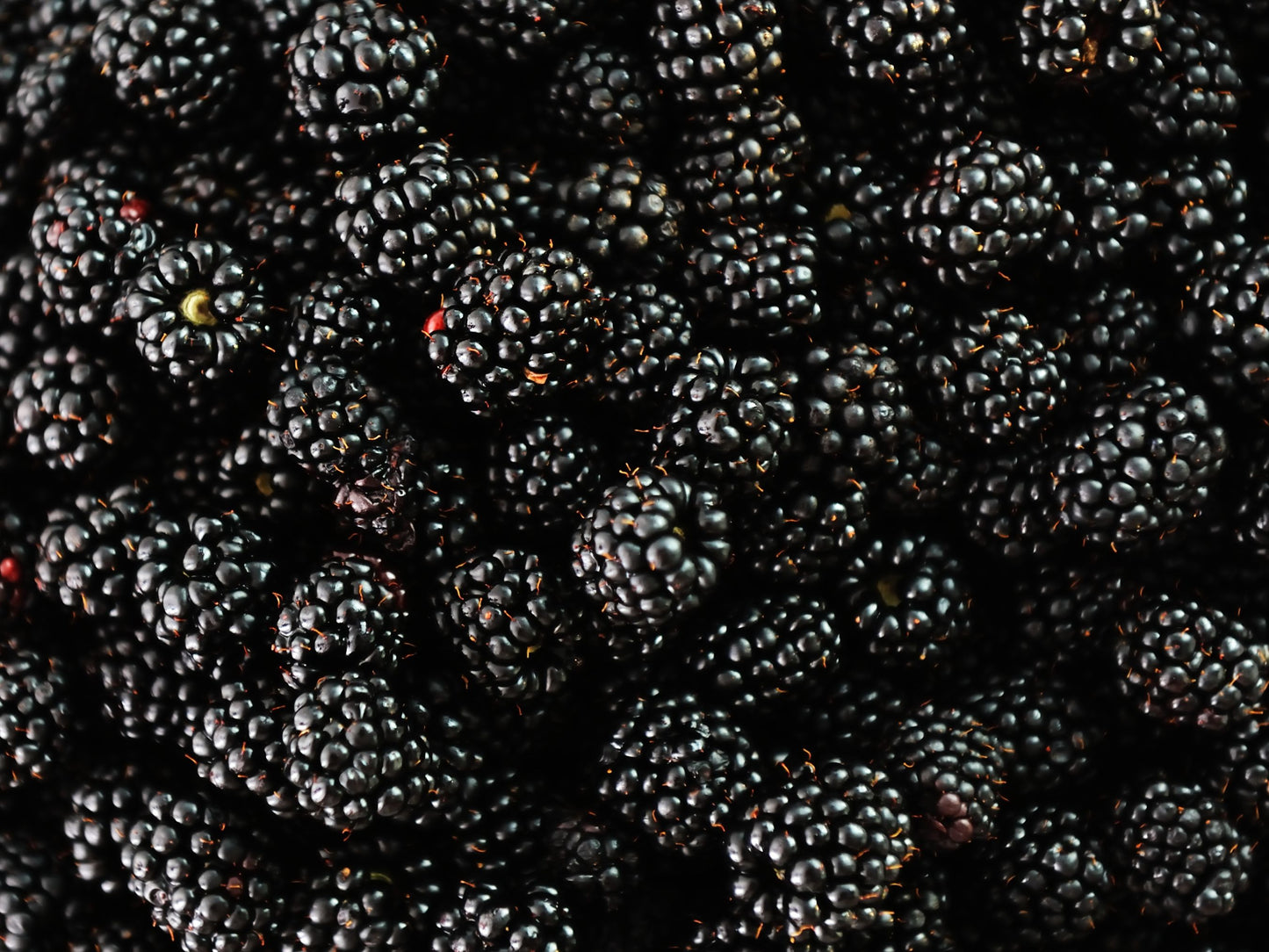Caddo Thornless & Self Fertile LIVE Blackberry Plant