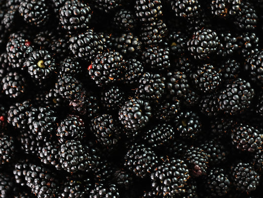 Caddo Thornless & Self Fertile LIVE Blackberry Plant