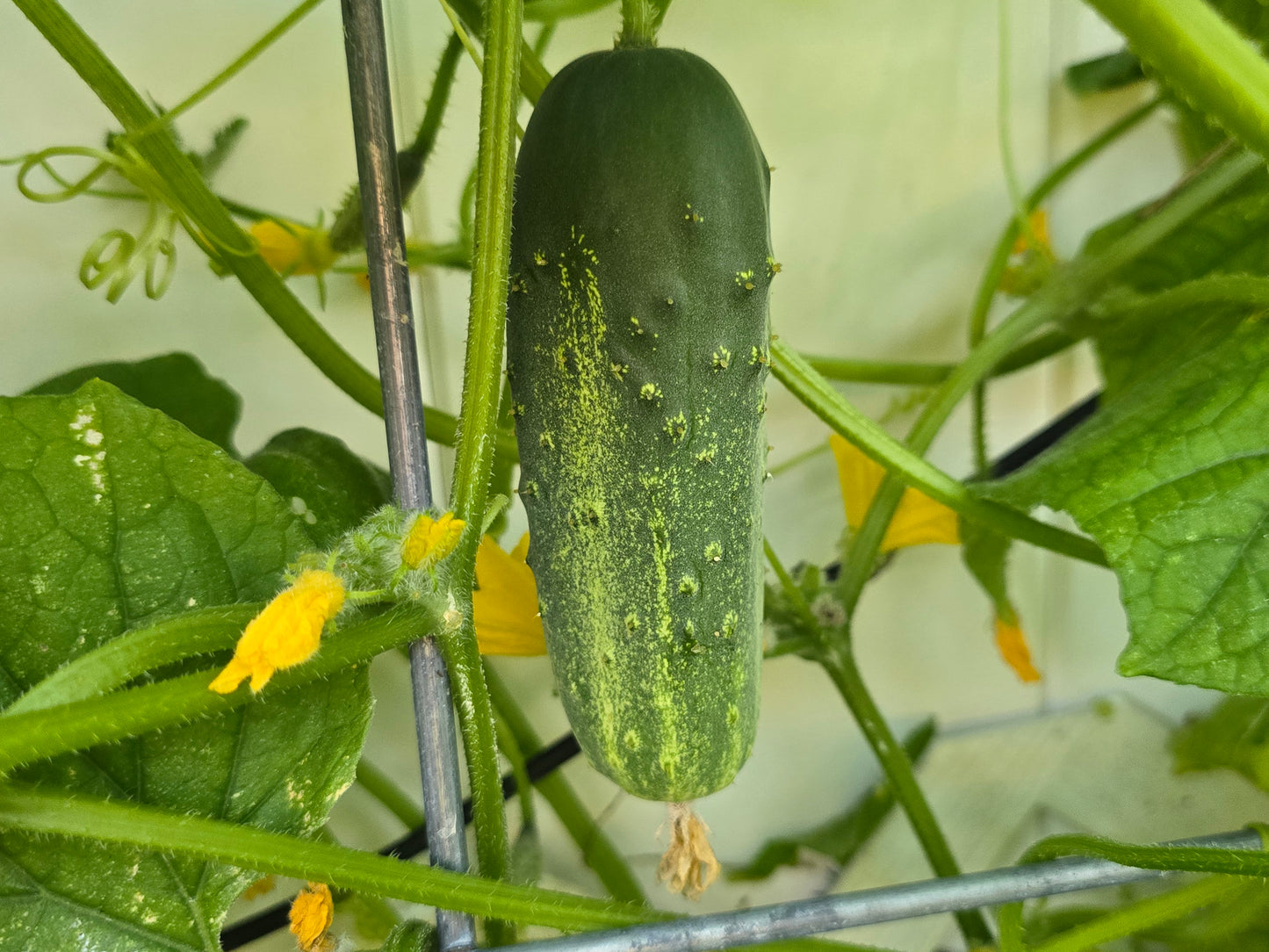 Calypso Hybrid Disease Resistant Pickling Cucumber Seeds