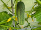 Calypso Hybrid Disease Resistant Pickling Cucumber Seeds