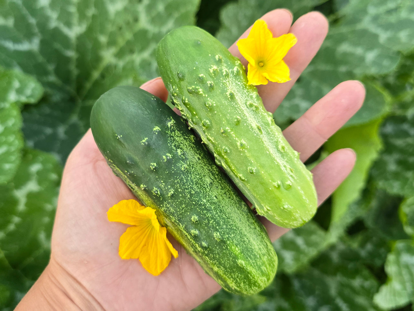 Calypso Hybrid Disease Resistant Pickling Cucumber Seeds
