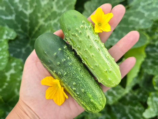 Calypso Hybrid Disease Resistant Pickling Cucumber Seeds