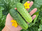 Calypso Hybrid Disease Resistant Pickling Cucumber Seeds