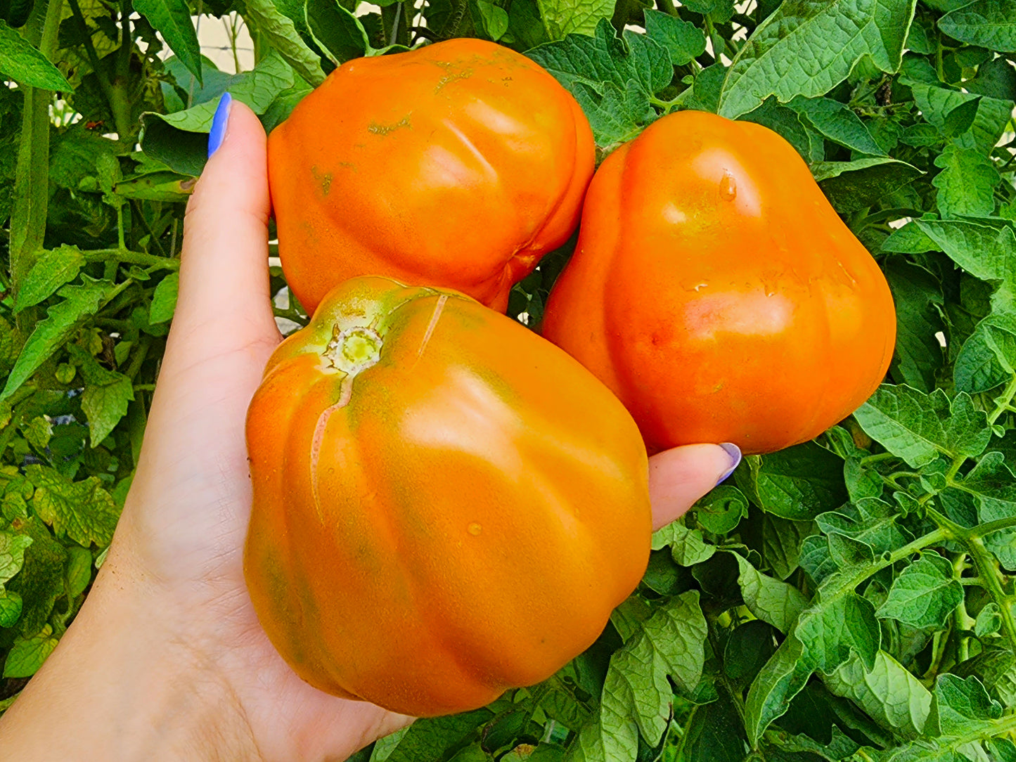 Cesare's Canestrino Di Lucca