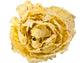 Castelfranco Endive Seeds