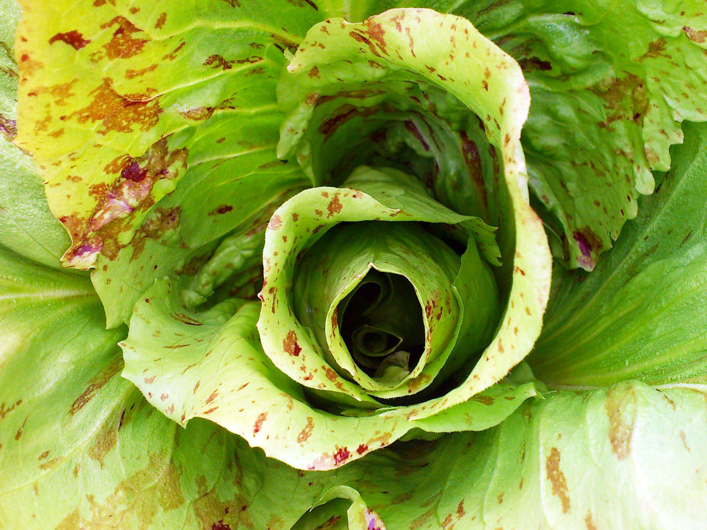 Castelfranco Endive Seeds