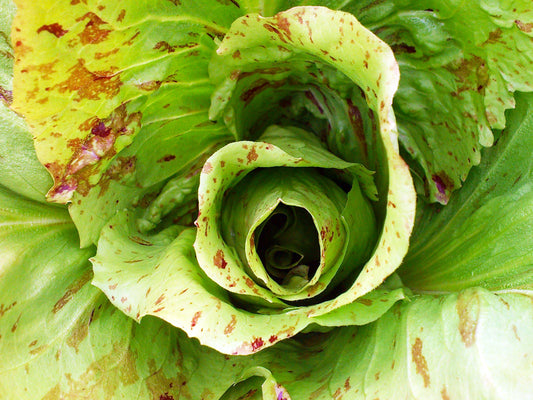 Castelfranco Endive Seeds
