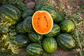 Tendersweet Orange Watermelon Seeds