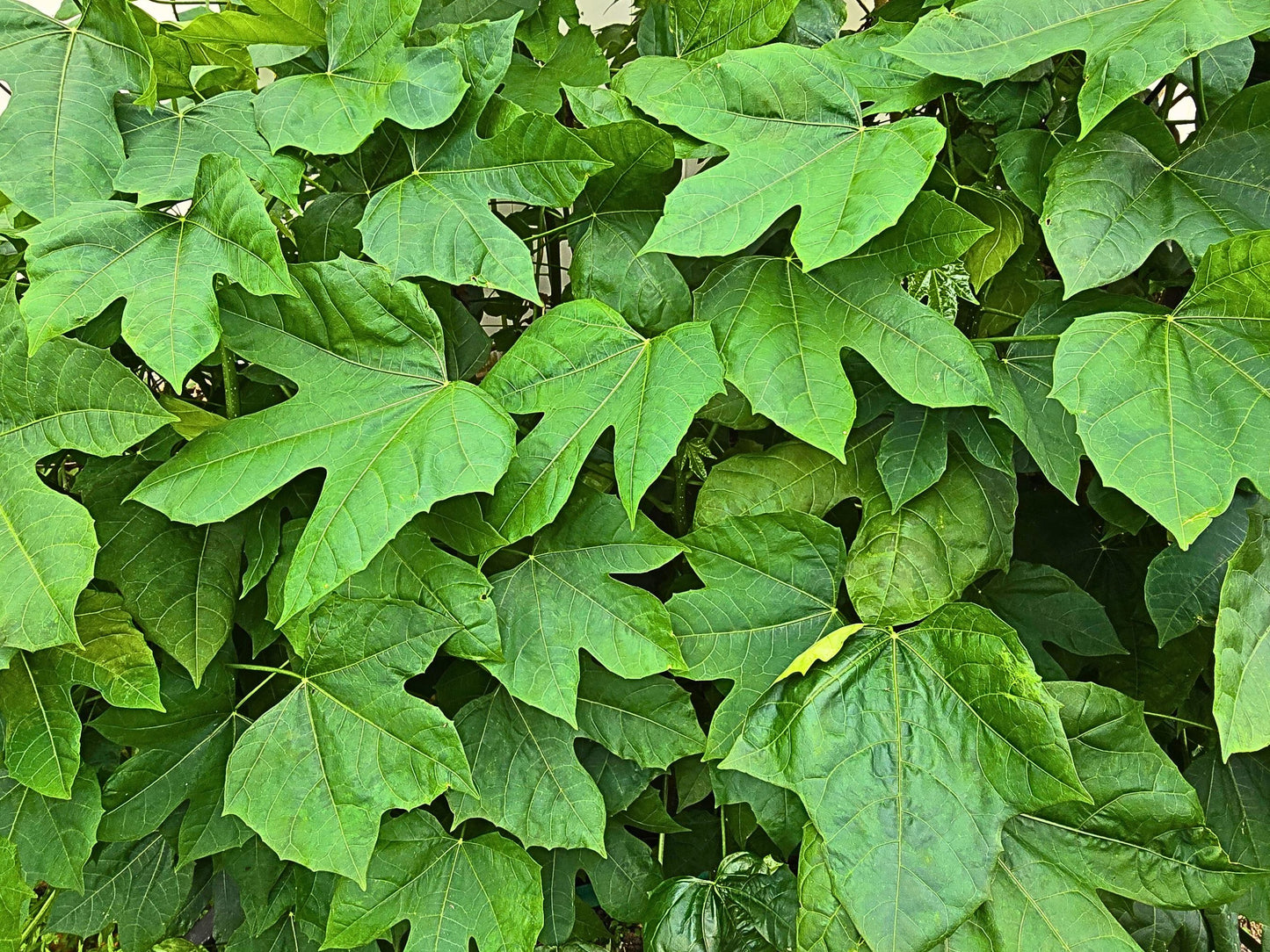 Chaya aka Tree Spinach LIVE Plant