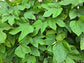 Chaya aka Tree Spinach LIVE Plant