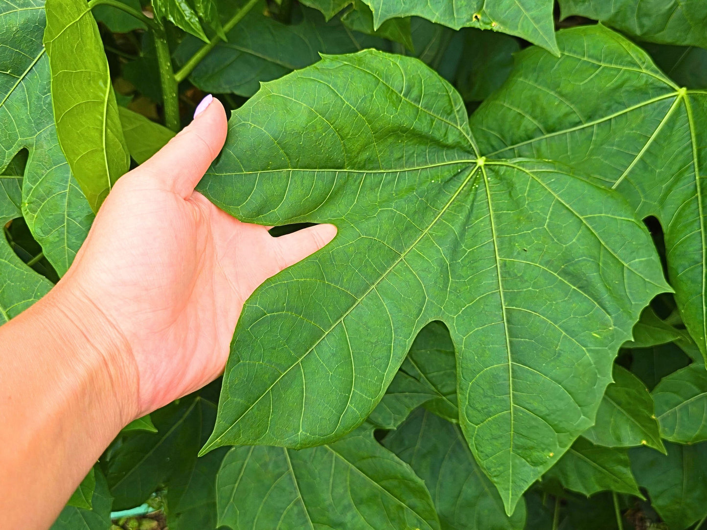 Chaya aka Tree Spinach LIVE Plant