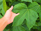 Chaya aka Tree Spinach LIVE Plant
