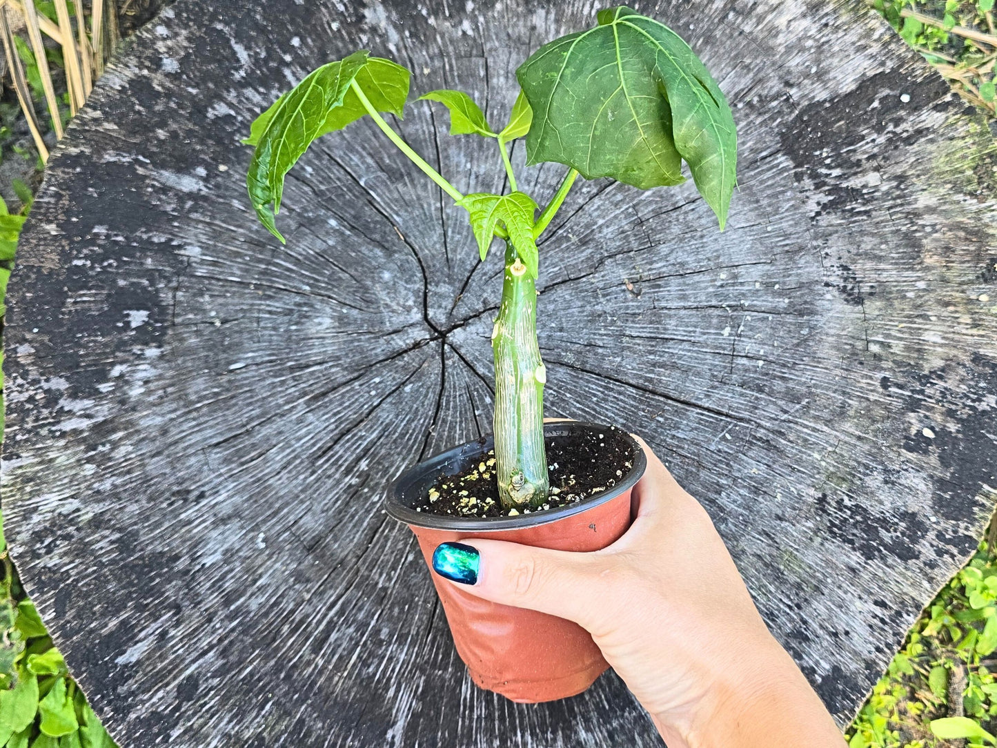 Chaya aka Tree Spinach LIVE Plant