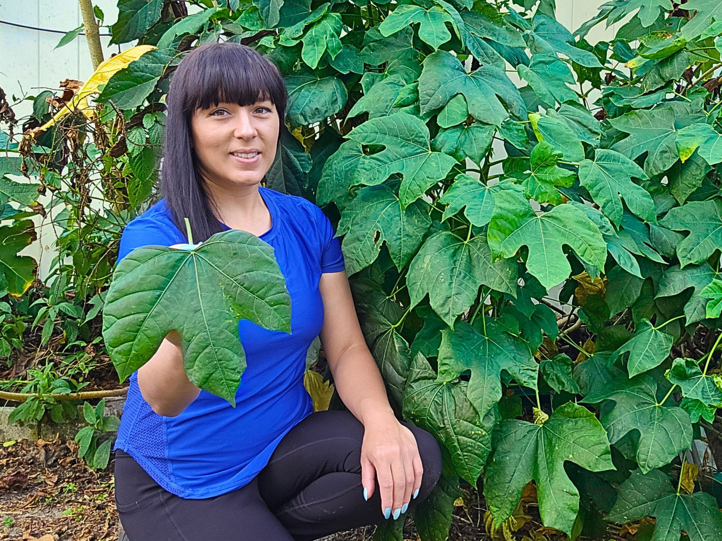 Chaya aka Tree Spinach LIVE Plant