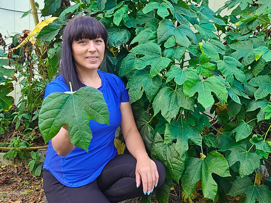 Chaya aka Tree Spinach LIVE Plant