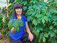 Chaya aka Tree Spinach LIVE Plant